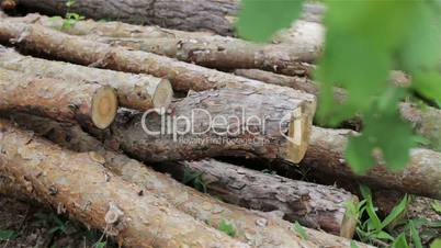 Felled logs lie in a forest in a clearing