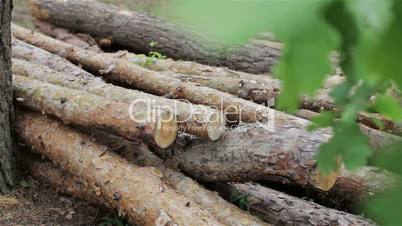 Felled logs lie in a forest in a clearing