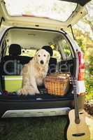 Focus on dog in a car