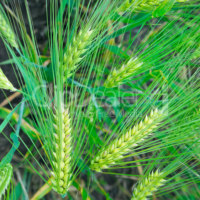 bright background of wheat ears