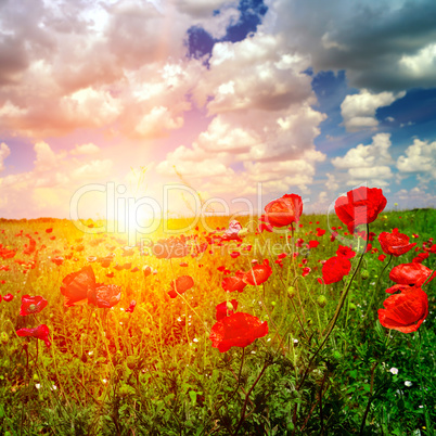 Bright sunrise in poppy field