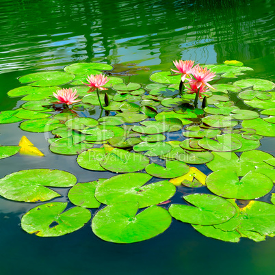 Water lily in small lake