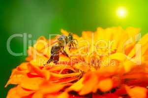 Honey bee pollinating a flower