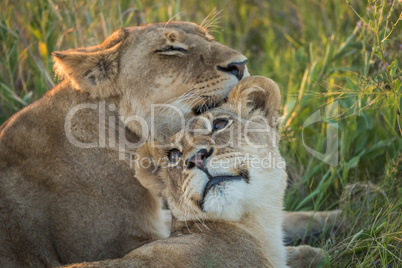 Close-up of lion nuzzling another in grass