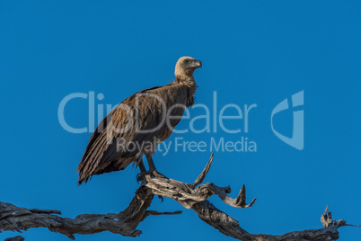 White-backed vulture on dead branch facing right