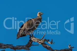 White-backed vulture on dead branch facing right