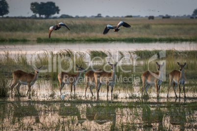Red lechwe in wetlands with birds above