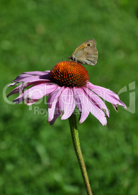 Purpursonnenhut mit Schmetterling