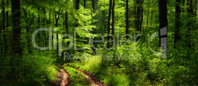 Wald Panorama mit einer besonderen Lichtstimmung