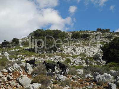 Ziegen auf Kreta