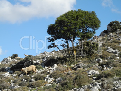 Landschaft auf Kreta