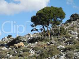 Landschaft auf Kreta