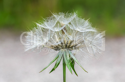 Pusteblume