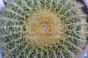 cactus top view photo golden ball plant