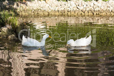 Romantic white ducks couple bird swimming in the lake photo