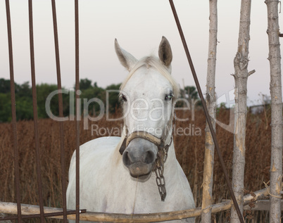 White horse's animal photo portrait.