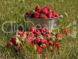 fresh strawberry photo