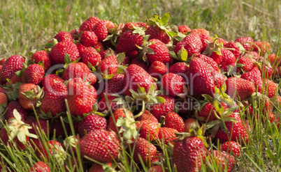 fresh strawberry photo