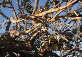 Ring tailed lemur sitting on the tree photo