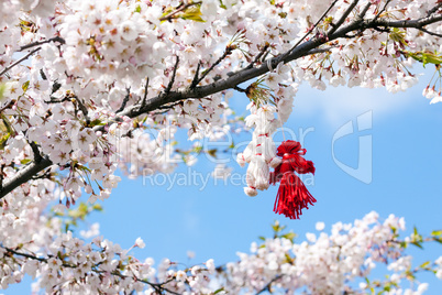 Blooming cherry tree in spring