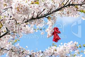 Blooming cherry tree in spring