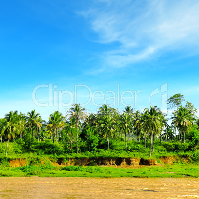 Tropical palm forest on the river bank