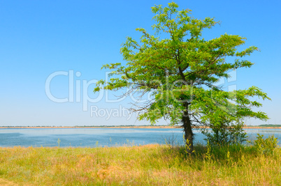 lonely tree on the shore of the Gulf