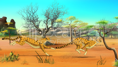 Cheetahs on the Hunt