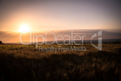 Sonnenuntergang am Feld