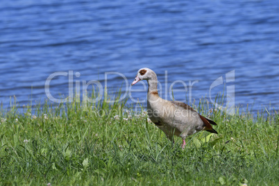 Nilgans