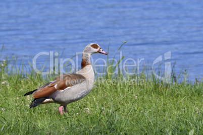 Nilgans