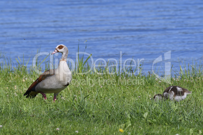 Nilgans