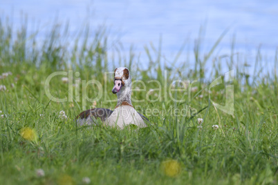 Nilgans