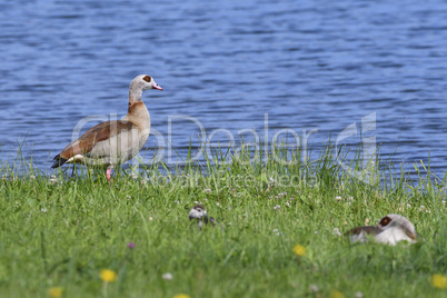 Nilgans