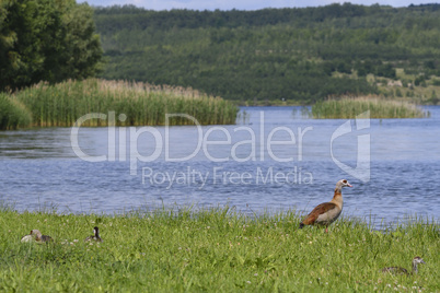 Nilgans