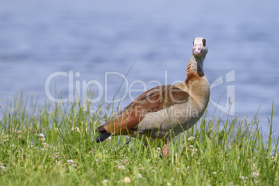 Nilgans