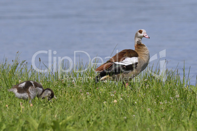 Nilgans