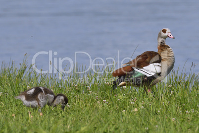 Nilgans