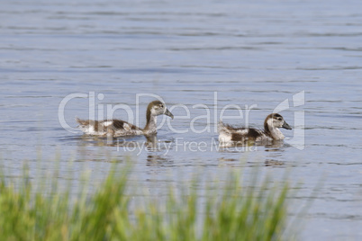 Nilgans