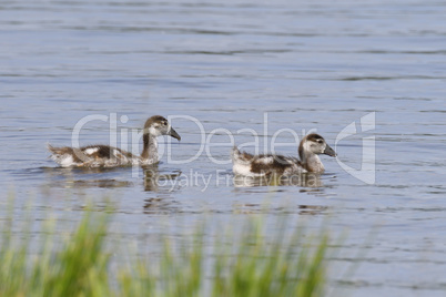 Nilgans