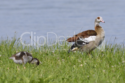 Nilgans