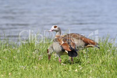 Nilgans