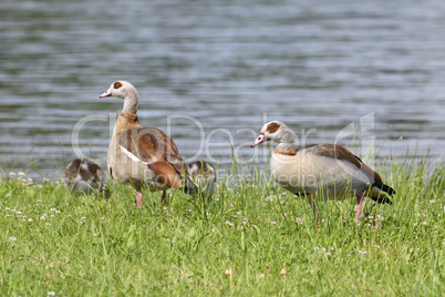 Nilgans