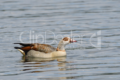 Nilgans