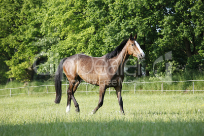 Holsteiner Pferd auf Weide