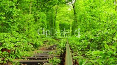 Old Railway Track in the Green Tunnel
