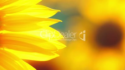 Background with Sunflower Petals