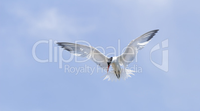 Elegant tern, Thalasseus elegans, flying