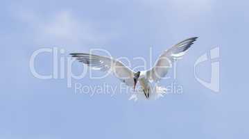 Elegant tern, Thalasseus elegans, flying