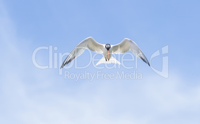 Elegant tern, Thalasseus elegans, flying